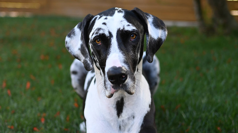 cane