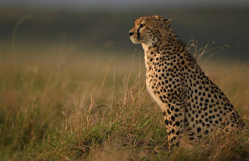 Leopardo in safari