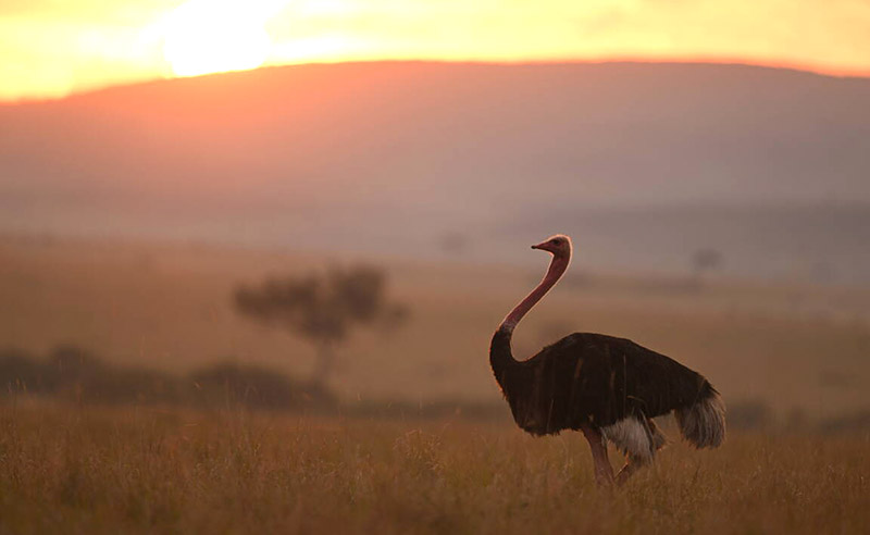 Emu in safari