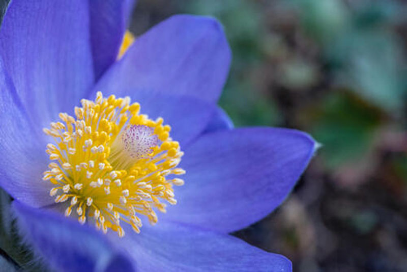 macro
